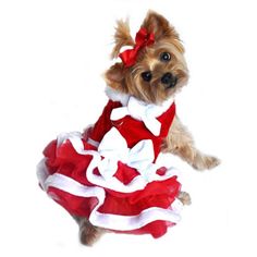 a small dog wearing a red and white dress