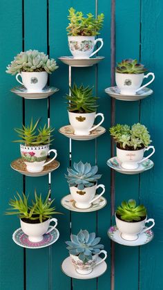 several cups and saucers with succulents on them hanging from a blue wall