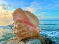 a large shell sitting on top of a rock near the ocean