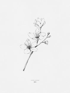 a black and white drawing of some flowers