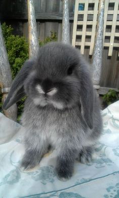 a small gray rabbit sitting on top of a bed