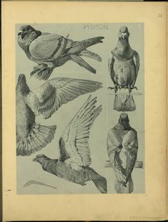 an old book with different kinds of birds