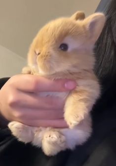 a person holding an orange kitten in their arms