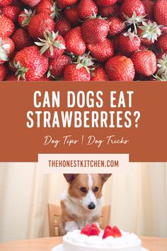 a dog sitting in front of a cake with strawberries on it and the words can dogs eat strawberries?