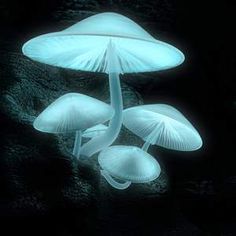 three white mushrooms floating in the water on a black background with blue light coming from underneath