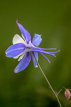 a blue and white flower with green background