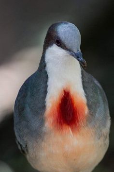 a close up of a bird with a red spot on it's back end