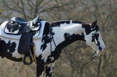 a black and white spotted horse wearing a saddle