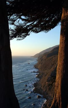 two trees overlooking the ocean on a sunny day