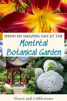 several different types of flowers and plants with the words, spend an amazing day at the botanical garden