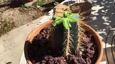 a potted plant sitting on top of a table