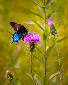 a blue and black butterfly sitting on top of a purple flower in a green field