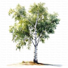 a watercolor painting of a birch tree