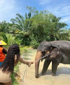 two people are washing an elephant in the water with a yellow umbrella on its head