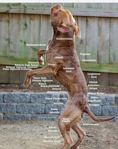 a brown dog standing on its hind legs in front of a wooden fence with words written below it