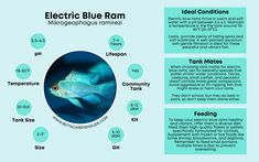 an info sheet describing the different types of electric blue rammings and their uses