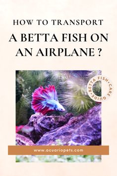 an aquarium with the title how to transport a betta fish on an airplane?