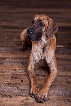 a brown dog laying on top of a wooden floor