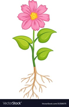 a pink flower with roots on a white background