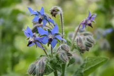 the blue flowers are blooming in the field