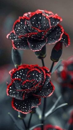 some red and black flowers with white dots on them