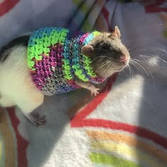 a hamster wearing a colorful sweater on top of a blanket