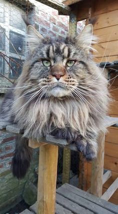 a cat sitting on top of a wooden bench