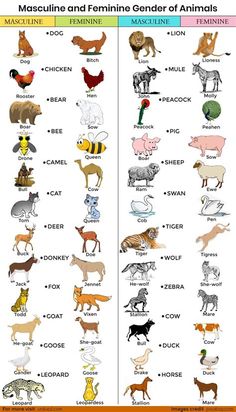 an animal chart with different types of animals and their names in english, spanish, and german