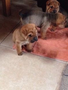 three puppies are standing on a pink rug