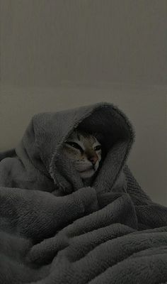 a cat is wrapped up in a blanket