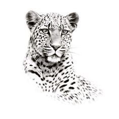 a black and white photo of a leopard