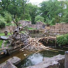 an outdoor pond surrounded by rocks and trees