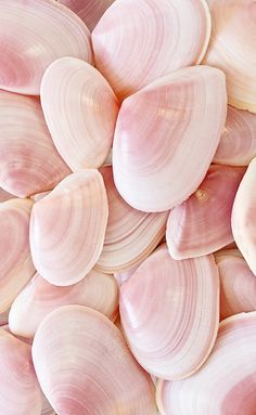 there is a large pile of seashells with hearts in the background