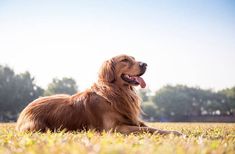 a golden retriever laying in the grass with his tongue hanging out and looking up