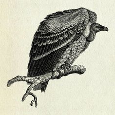 an old drawing of a bird sitting on a branch