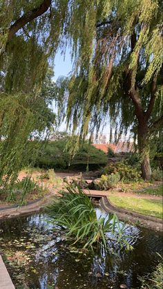 a pond in the middle of a park