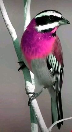 a colorful bird sitting on top of a tree branch next to a green and white twig