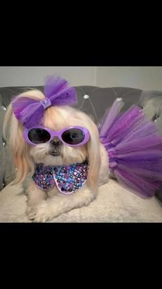 a small dog wearing sunglasses and a purple dress with sequins on it's chest