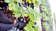 several plants are growing on the side of a building with black cloth covering them and green leaves