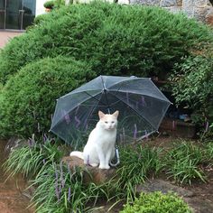 a white cat sitting in the grass with an open black umbrella next to bushes and shrubbery