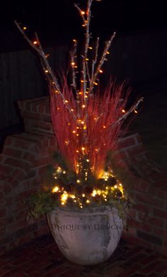 a potted plant with some lights on it