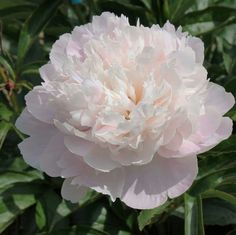 a large pink flower with green leaves in the background