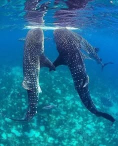 two whale sharks swimming in the ocean with their tails touching each other's noses