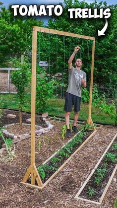 a man standing in front of a garden with tomato plants and trelliss attached to it