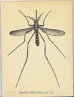 an insect with long legs and large wings