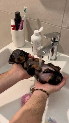 a man is washing his dog in the bathroom sink with soap and toothpaste