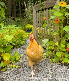 a chicken is standing in the gravel near flowers