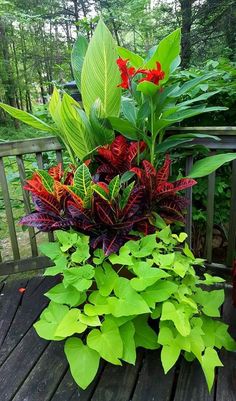 a wooden table topped with lots of green and red plants on top of each other