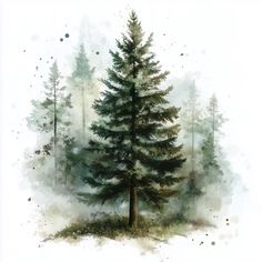 a watercolor painting of a pine tree in the forest with foggy sky behind it