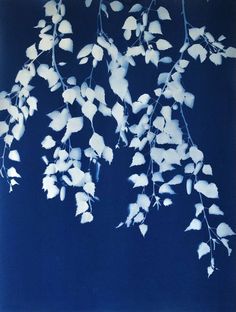 white leaves against a dark blue background